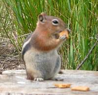 Chipmonk.jpg