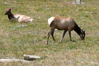 Elk1.jpg