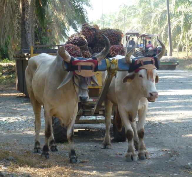 P1000910_oxCart.JPG