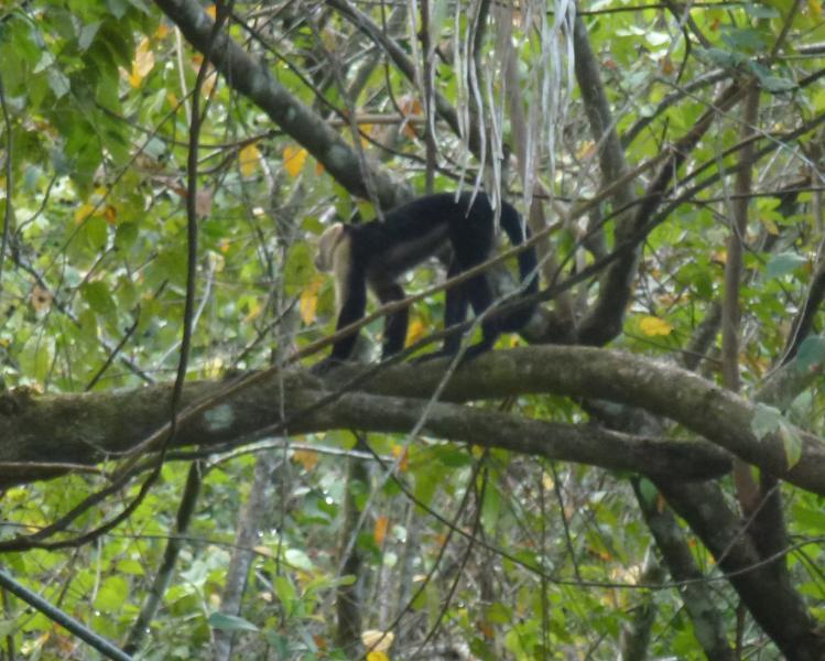 P1000957_monkey.JPG