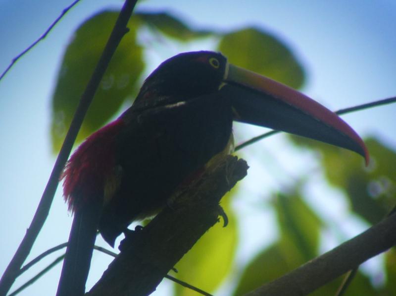 P1000978_toucan.JPG