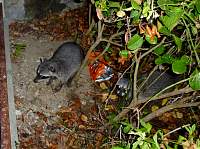 P1000865_coons.jpg