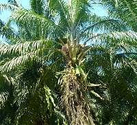 P1000883_palm.jpg