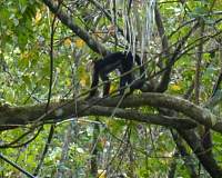 P1000957_monkey.jpg