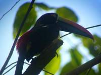 P1000978_toucan.jpg