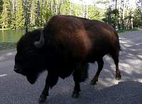 _buffalo_yellowstone.jpg