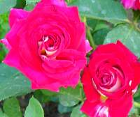 rose.jpg